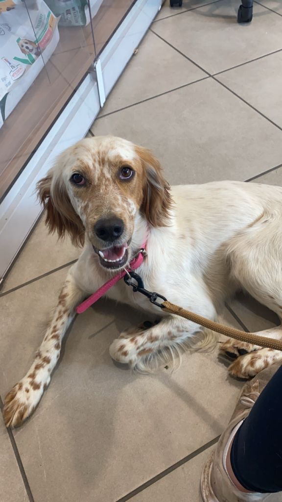 Ullia des Diamants Verts