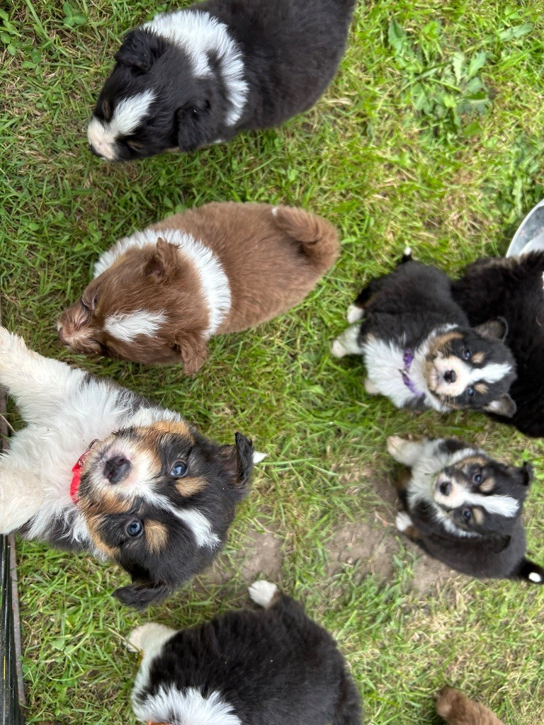 Chiot Berger Australien Elevage Des Toutous Partout