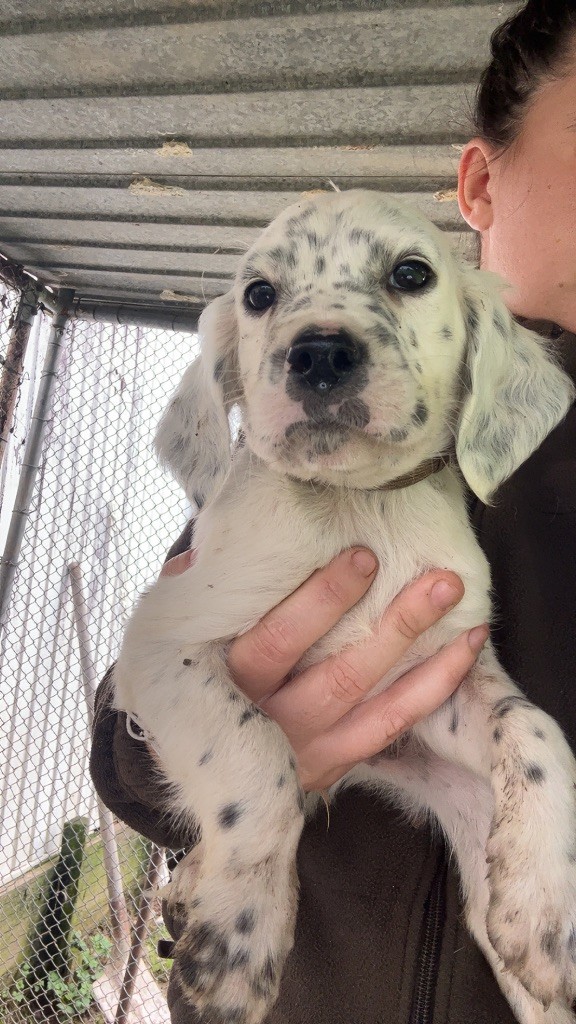 Elevage Des Toutous Partout - Chiots disponibles - Setter Anglais