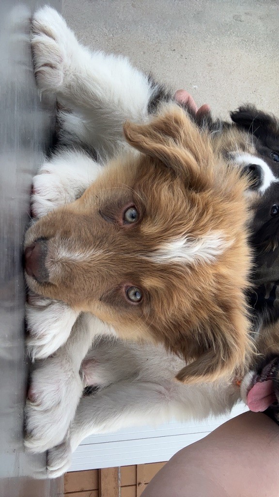 Elevage Des Toutous Partout - Chiots disponibles - Berger Australien