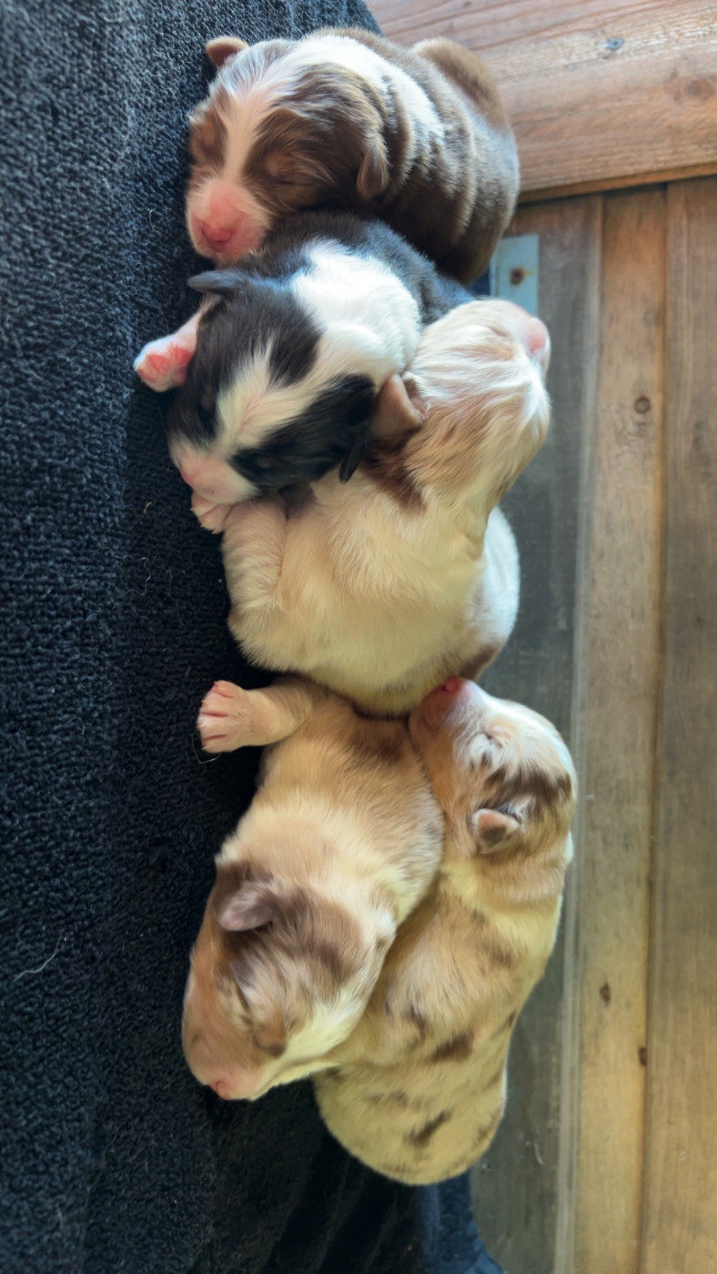 Chiot Berger Australien Elevage Des Toutous Partout