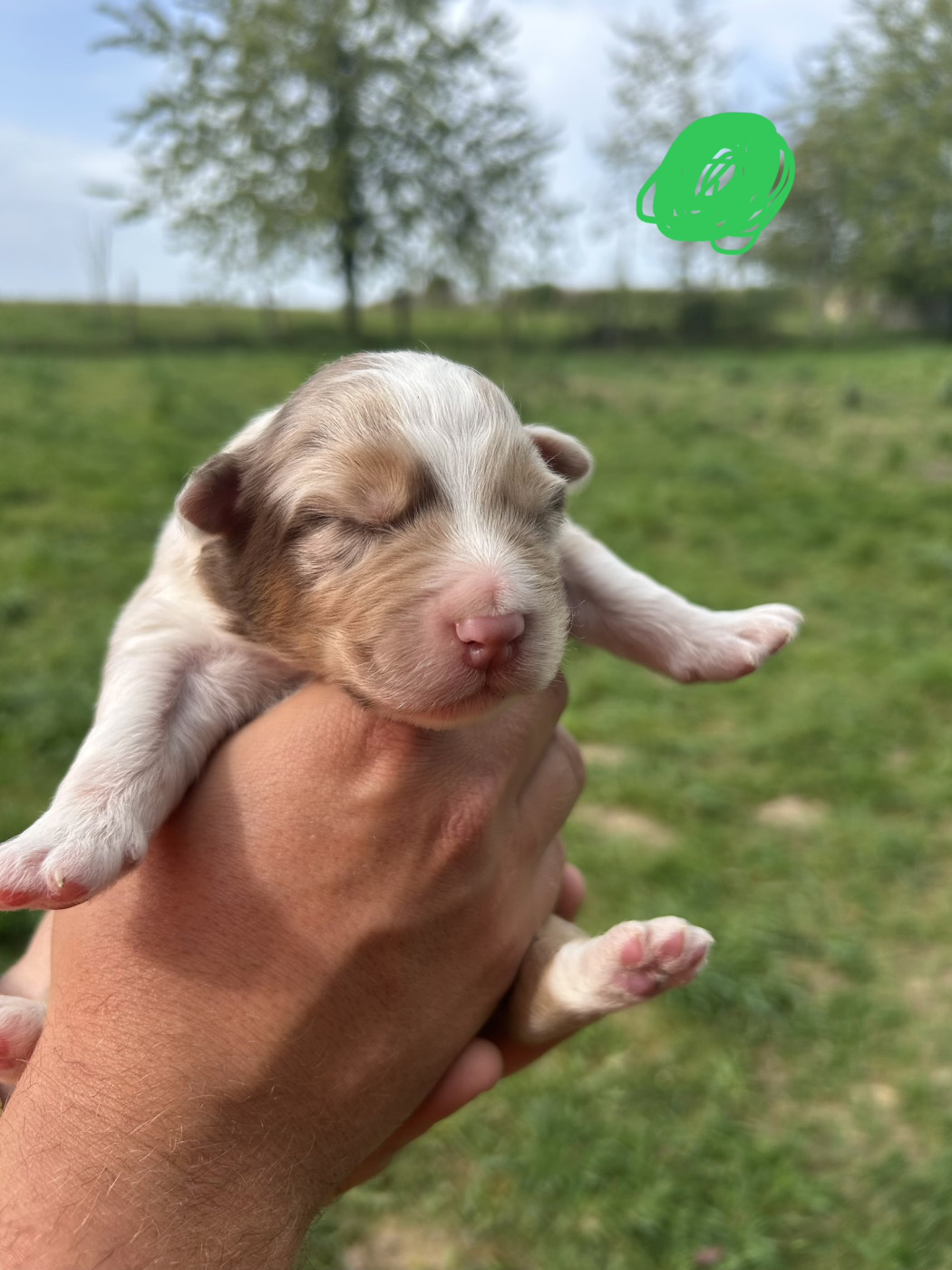 Elevage Des Toutous Partout - Chiots disponibles - Berger Australien