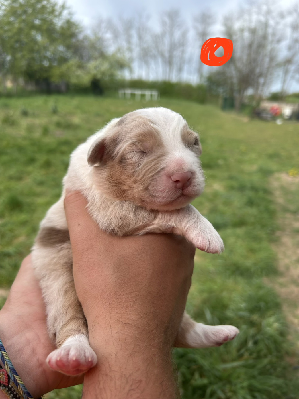 Elevage Des Toutous Partout - Chiots disponibles - Berger Australien