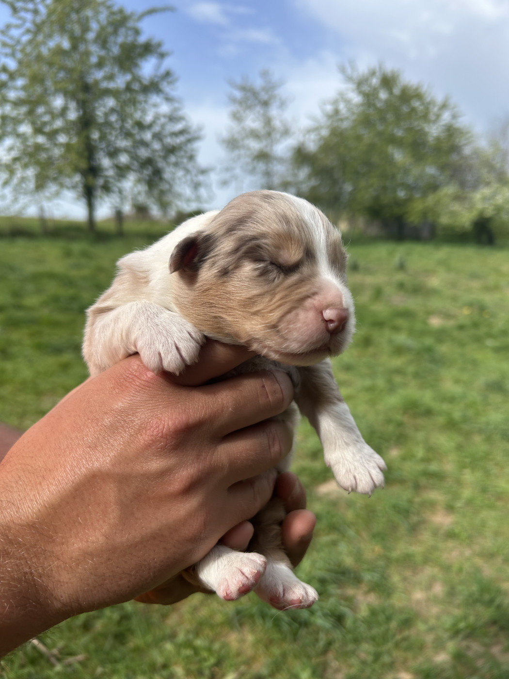 Elevage Des Toutous Partout - Chiots disponibles - Berger Australien