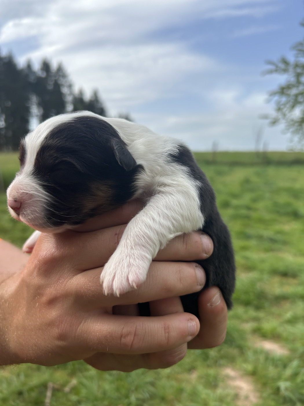 Elevage Des Toutous Partout - Chiots disponibles - Berger Australien