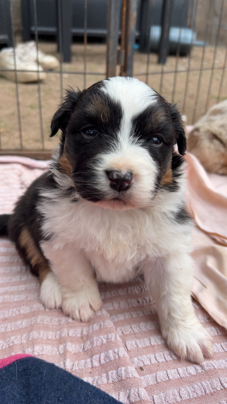Elevage Des Toutous Partout - Chiots disponibles - Berger Australien