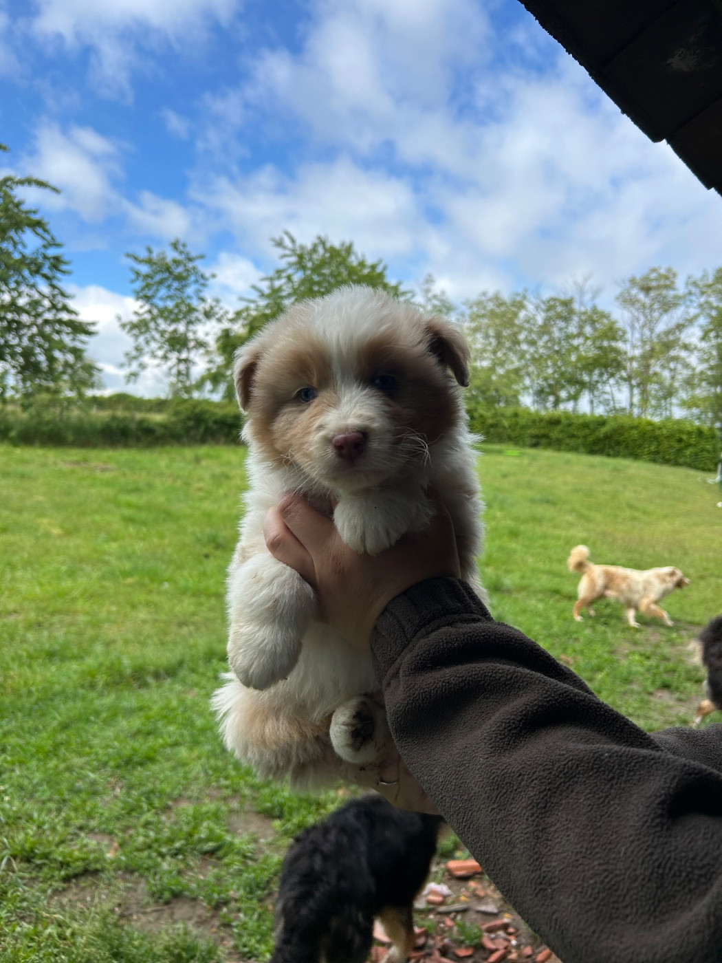 Elevage Des Toutous Partout - Chiots disponibles - Berger Australien
