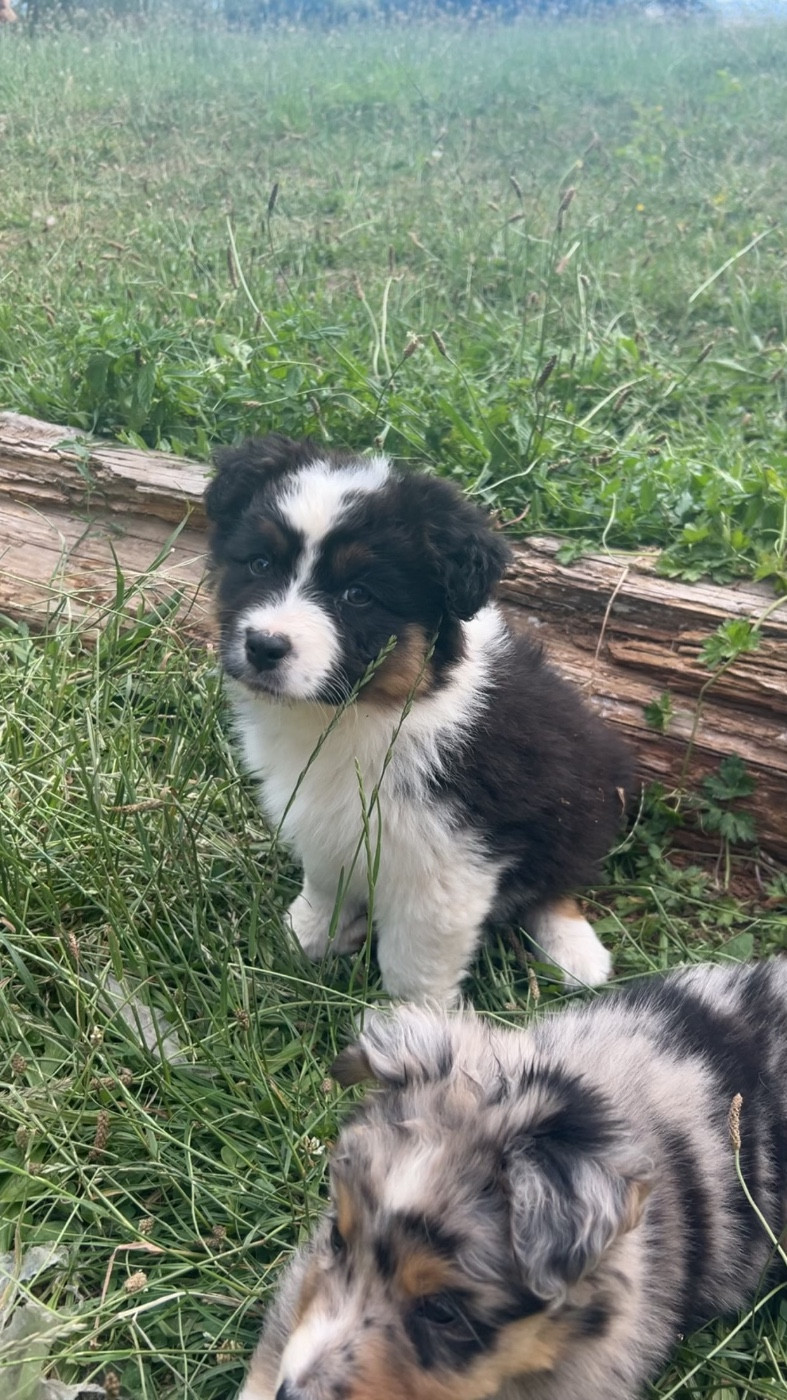 Elevage Des Toutous Partout - Chiots disponibles - Berger Australien