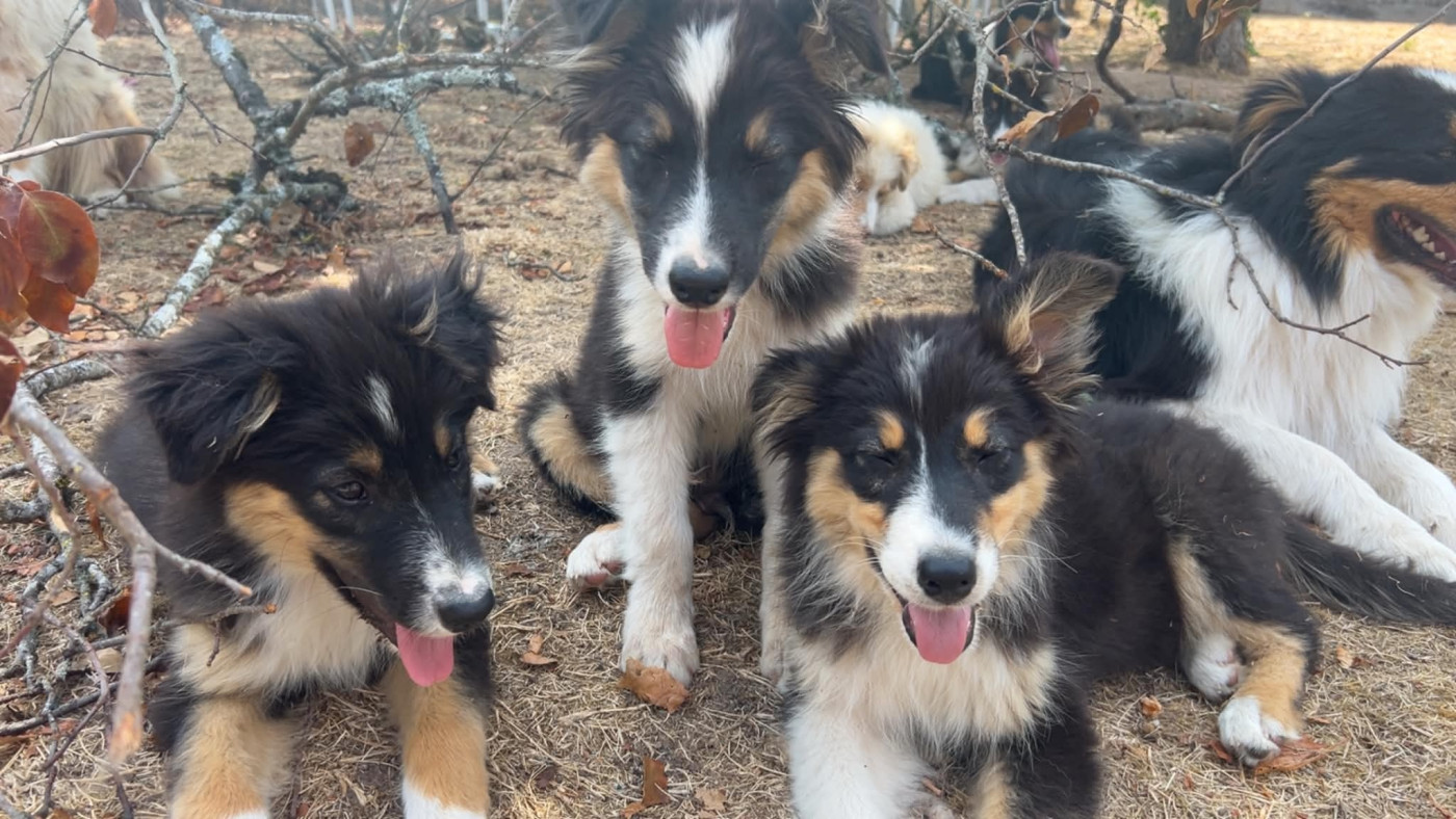 Chiot Berger Australien Elevage Des Toutous Partout