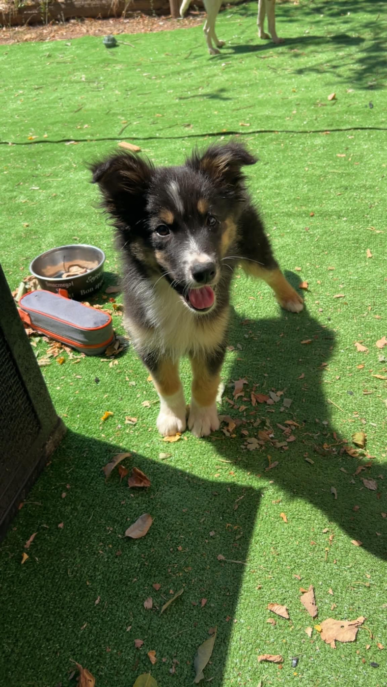 Elevage Des Toutous Partout - Chiots disponibles - Berger Australien