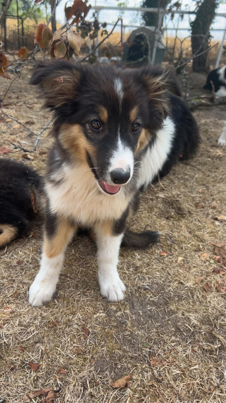 Elevage Des Toutous Partout - Chiots disponibles - Berger Australien