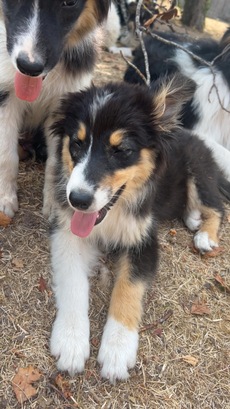 Elevage Des Toutous Partout - Chiots disponibles - Berger Australien