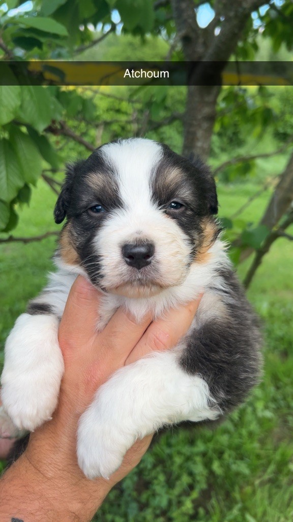 Elevage Des Toutous Partout - Chiots disponibles - Berger Australien