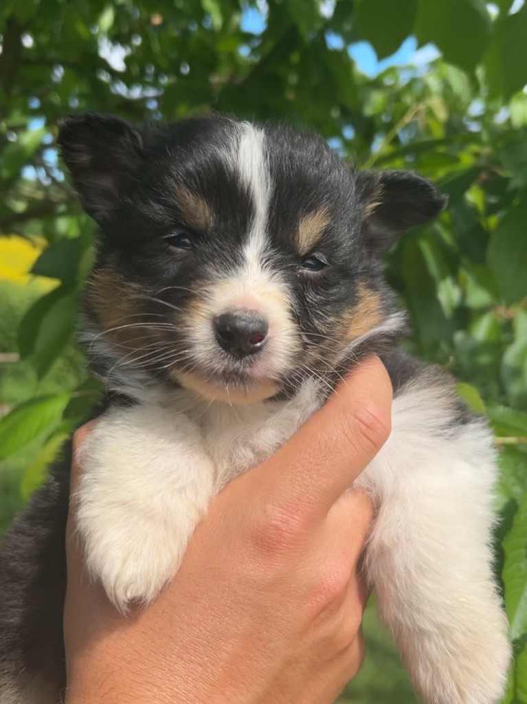 Elevage Des Toutous Partout - Chiots disponibles - Berger Australien
