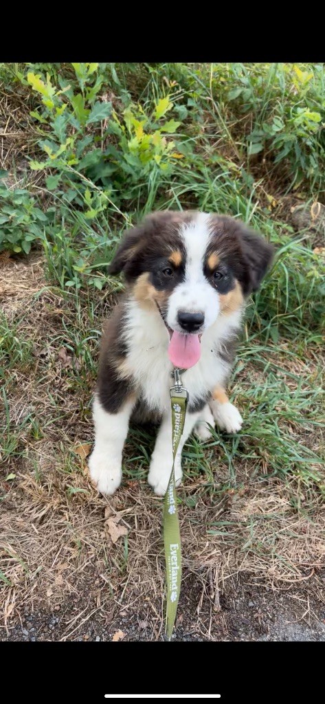 Elevage Des Toutous Partout - Chiots disponibles - Berger Australien