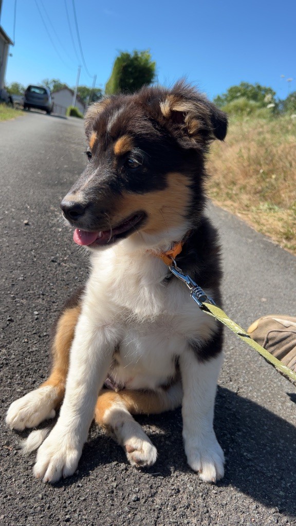 Elevage Des Toutous Partout - Chiots disponibles - Berger Australien