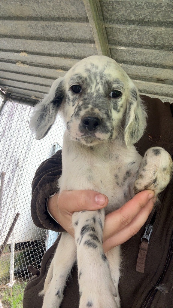 Elevage Des Toutous Partout - Chiots disponibles - Setter Anglais