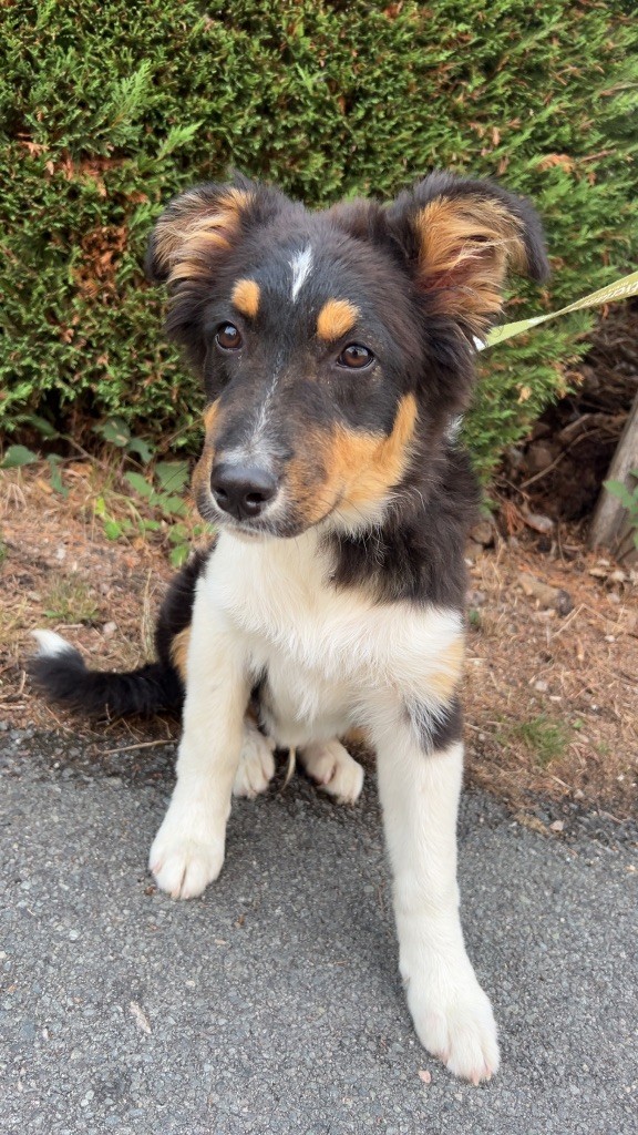 Elevage Des Toutous Partout - Chiots disponibles - Berger Australien