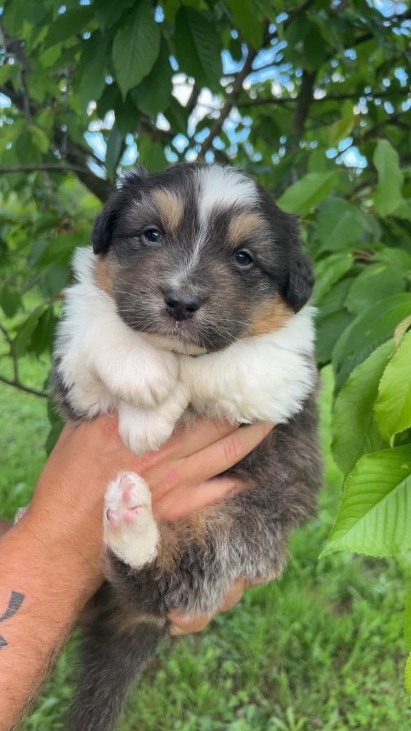 Elevage Des Toutous Partout - Chiots disponibles - Berger Australien