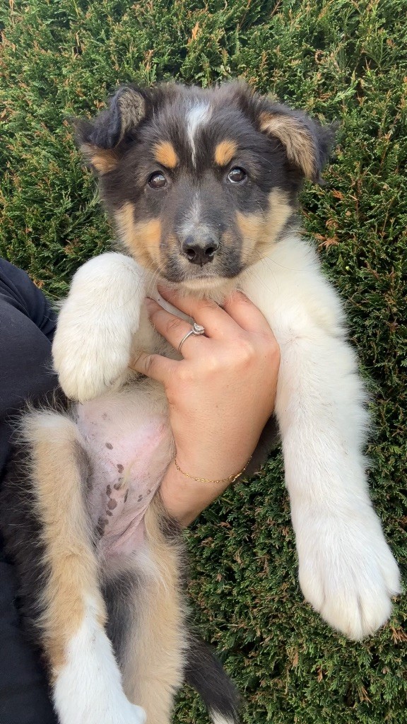 Elevage Des Toutous Partout - Chiots disponibles - Berger Australien