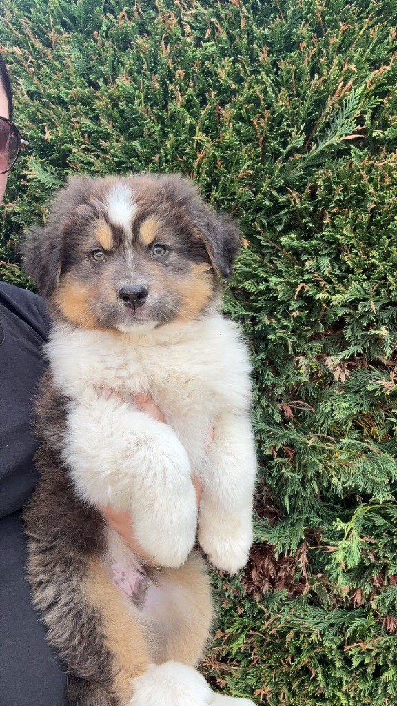 Elevage Des Toutous Partout - Chiots disponibles - Berger Australien