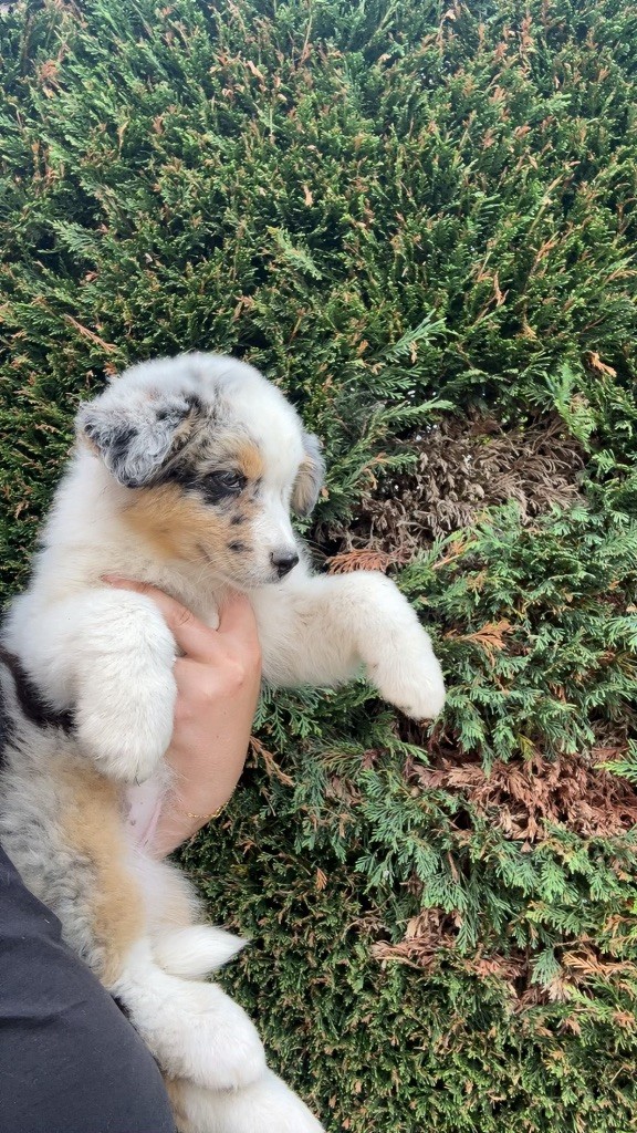 Elevage Des Toutous Partout - Chiots disponibles - Berger Australien