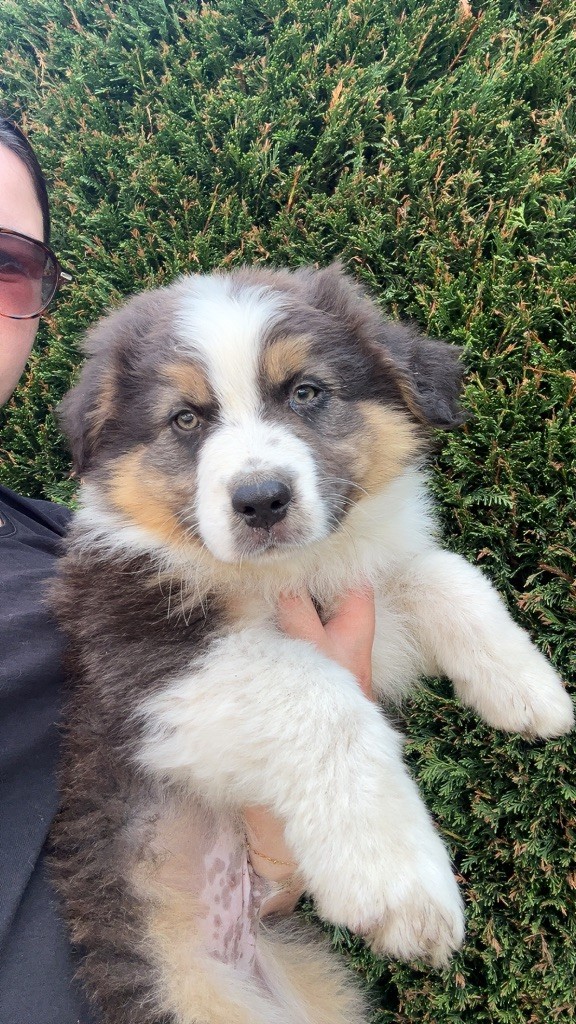 Elevage Des Toutous Partout - Chiots disponibles - Berger Australien