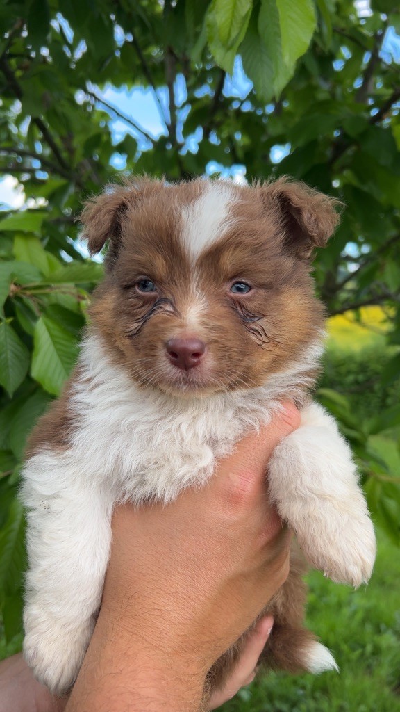 Elevage Des Toutous Partout - Chiots disponibles - Berger Australien