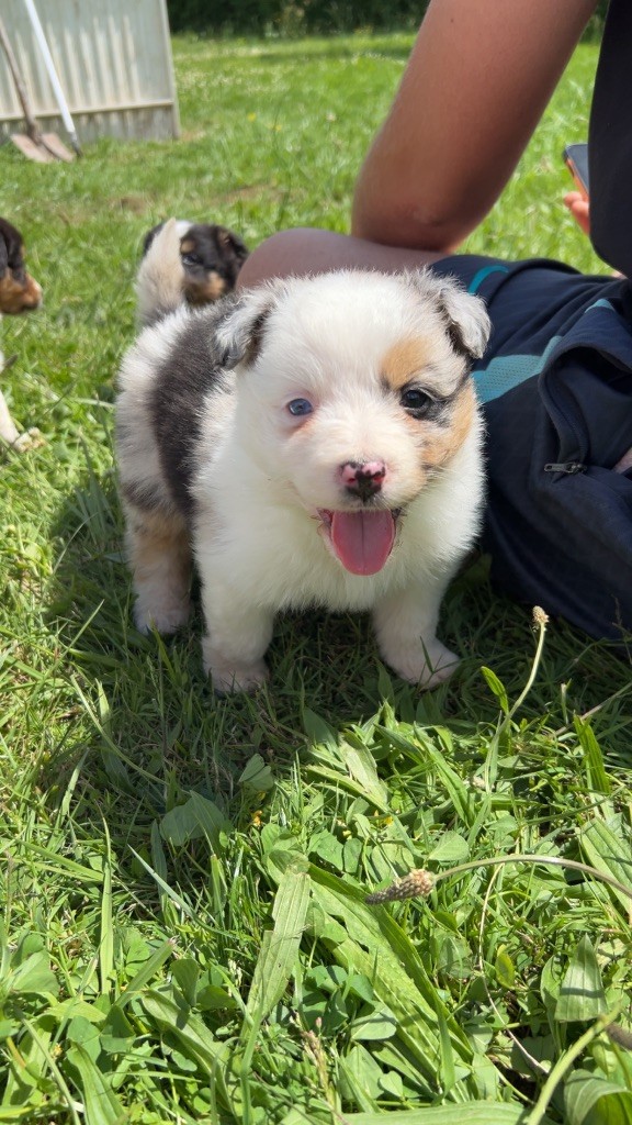 Elevage Des Toutous Partout - Chiots disponibles - Berger Australien