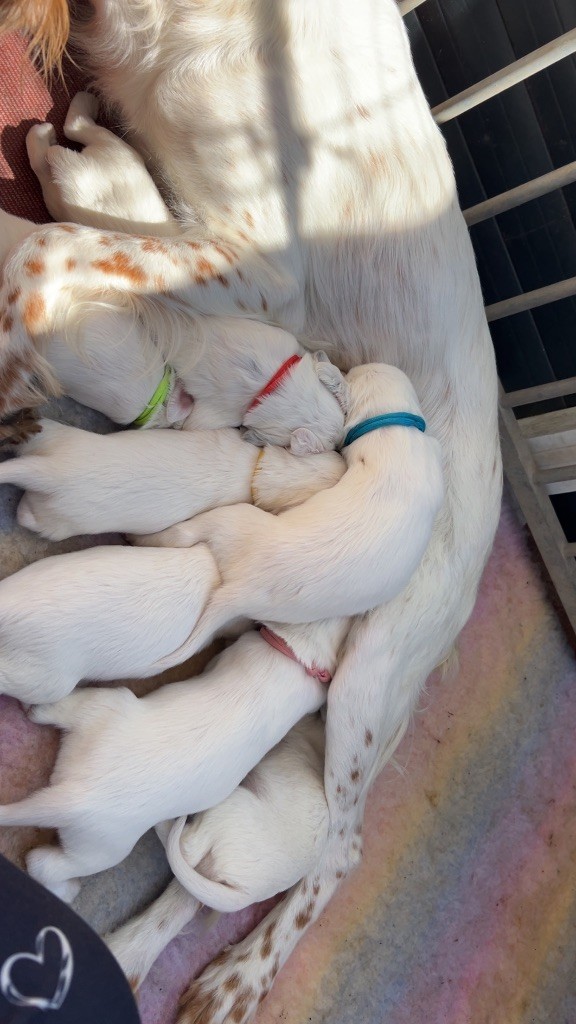 Chiot Setter Anglais Elevage Des Toutous Partout